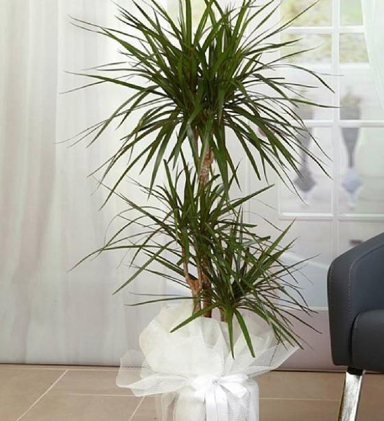 Dracena Margarita Üçlü